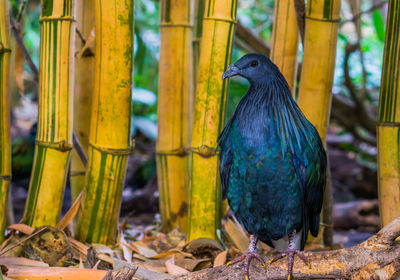 Close-up of a bird