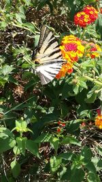 Butterfly pollinating on flower