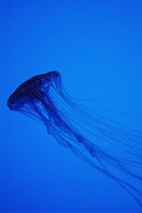 View of jellyfish in water