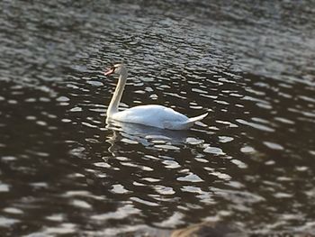 animals in the wild