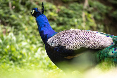 Close-up of a peacock