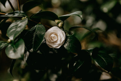 Close-up of rose plant