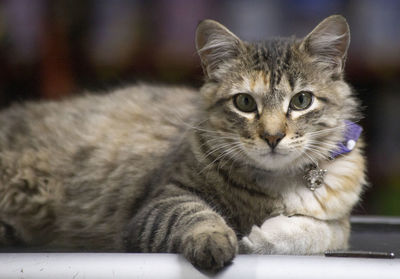 Close-up portrait of a cat