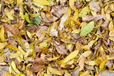 Full frame shot of dry leaves