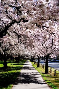 Cherry blossom trees in park