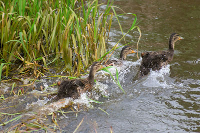 Duck swimming in lake