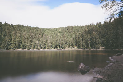 Coniferous trees against cloudy sky with lake in foreground