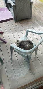 High angle view of cat resting on chair