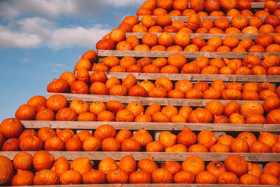 Low angle view of pumpkins for sale