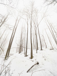 Winter forest, snowy winter trees outlines in cloudy weather. misty nature tranquil scene