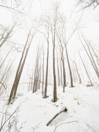 Bare trees on snow covered land