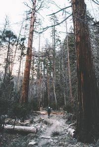 Low angle view of trees in forest against sky