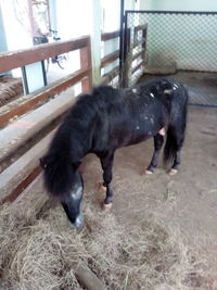 Black horse in pen