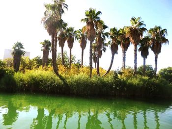 Palm trees by lake against sky