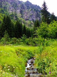 Scenic view of waterfall