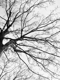 Low angle view of bare tree against sky