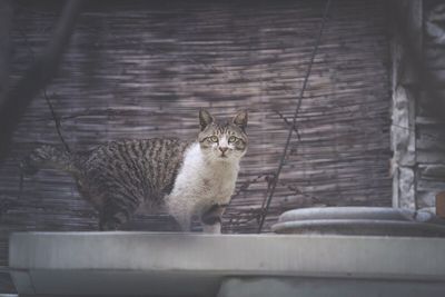 Cat looking up