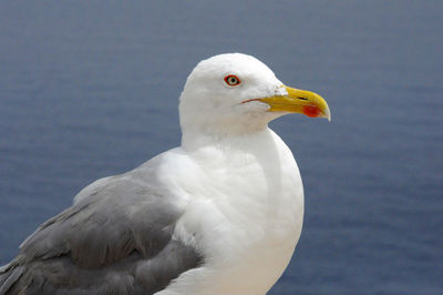 Close-up portrait of seagull