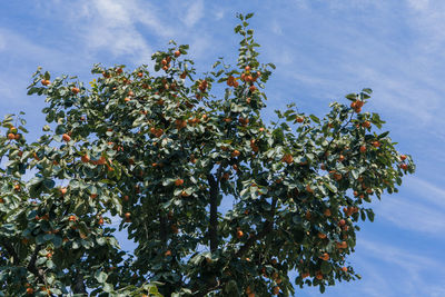 Low angle view of fruits on tree against sky