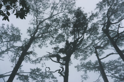 Low angle view of trees against sky