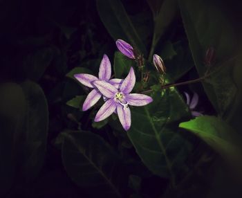 High angle view of purple flowering plant
