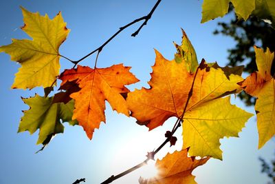 Low angle view of maple leaves against sky