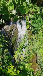 High angle view of waterfall amidst trees in forest