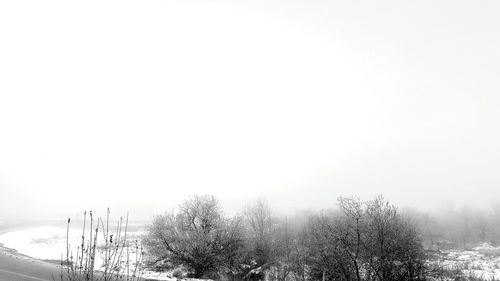 Trees in foggy weather