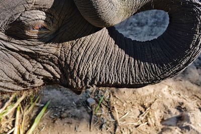 Close-up of elephant