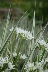 Close-up of white flowering plants on field