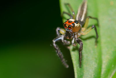 Close-up of spider