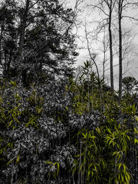 View of trees in forest