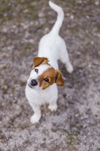 High angle view of dog standing on field