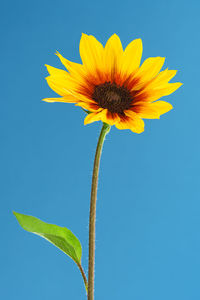 Close-up of sunflower against blue sky