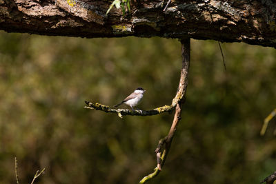 Bird perching on branch