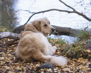 View of dog relaxing on land