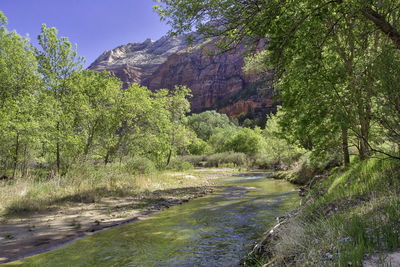 Scenic view of river amidst trees against sky