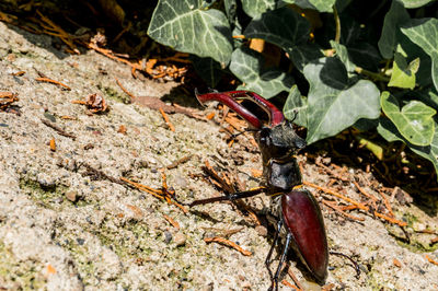 High angle view of insect on plant