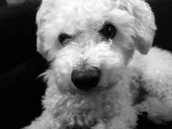 Close-up portrait of dog