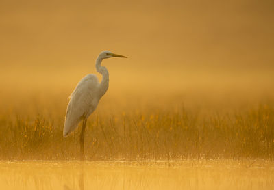 View of bird on land during sunset