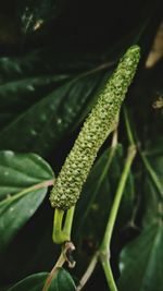 Close-up of green plant