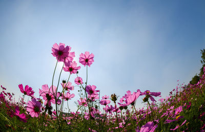 Beautiful cosmos flowers blooming in cosmos field at saraburi, thailand, flower garden concept