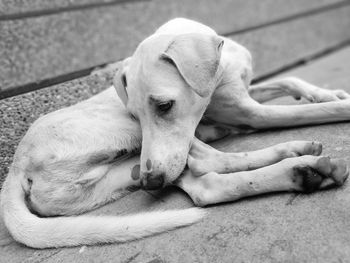 Close-up of dog sleeping outdoors