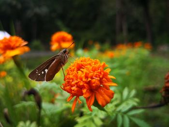 Close-up of butterfly on orange flower