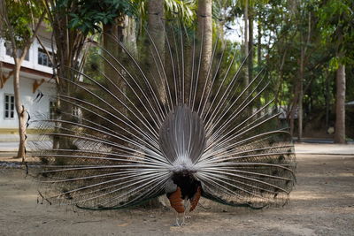 Peacock flying in the forest