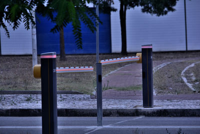 Close-up of palm trees on street