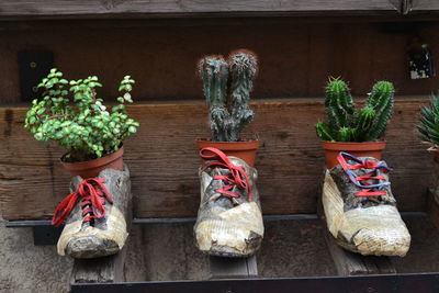 Close-up of potted plants