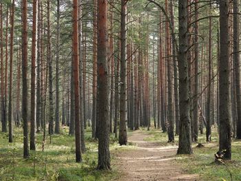 Pine trees in forest