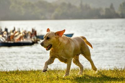 Dog by lake against sky