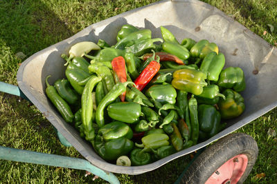 Pepper harvest in a garden wheelbarrow 